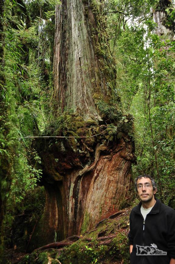 Caminhando na trilha dos alerces no parque de Pumalín, região de Chaitén, na Carretera Austral, sul do Chile